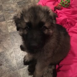 blue boy sitting nicely 6.5 weeks